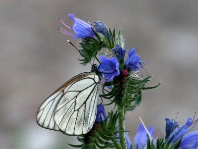 Black-veined White (Hagtornsfjäril) Aporia crataegi