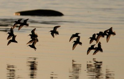 Dunlins in sunset