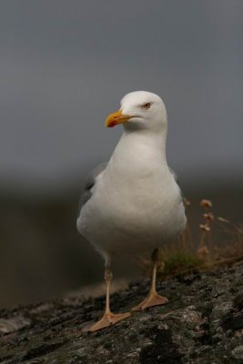 Herring Gull (Grtrut) Larus argentatus