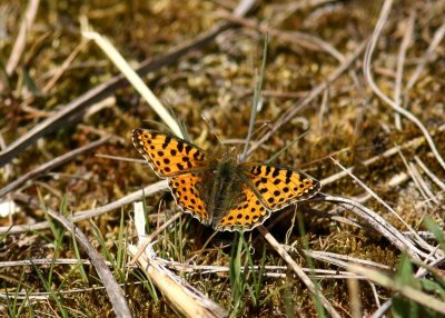 Queen of Spain Fritillary (Storfläckig pärlemorfjäril) Issoria lathonia