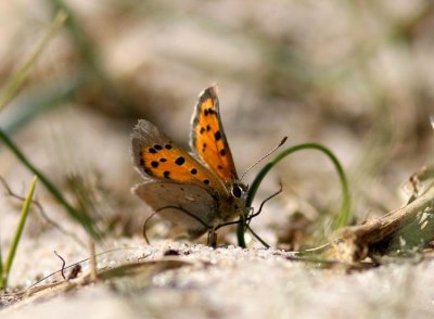 Small Copper (Mindre guldvinge) Lycaena phlaeas