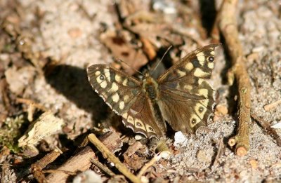 Speckled Wood (Kvickgräsfjäril) Pararge aegeria
