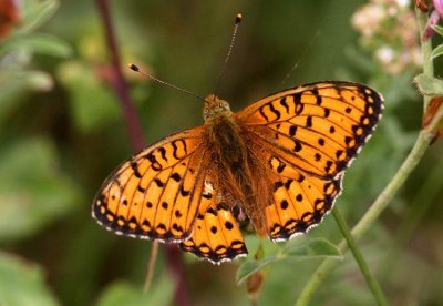 Dark Green Fritillary (Ängspärlemorfjäril) Argynnis aglaja
