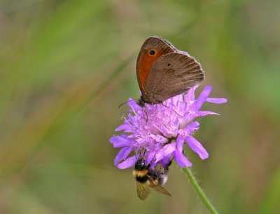 Meadow Brown (Slåttergräsfjäril) Maniola jurtina and Buff-Tailed bumblebee (Jordhumla) Bombus terrestris