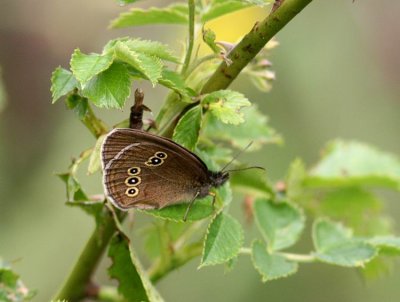 Ringlet (Luktgräsfjäril) Aphantopus hyperantus
