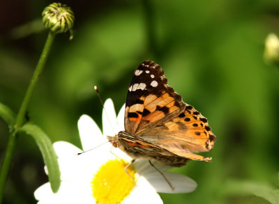Painted Lady (Tistelfjäril) Cynthia cardui