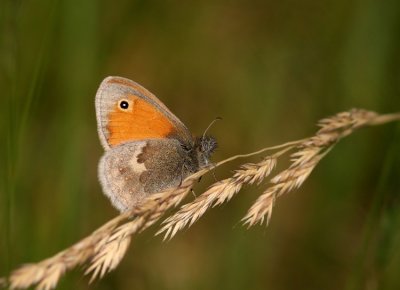 Small Heath (Kamgräsfjäril) Coenonympha pamphilus