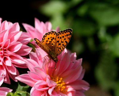 Dark Green Fritillary (Ängspärlemorfjäril) Argynnis aglaja