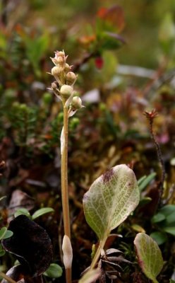 Round-leaved Wintergreen (Norskpyrola) Pyrola rotundifolia norvegica