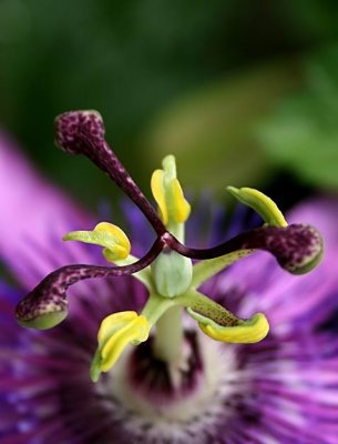 Violett passionsblomma (Passiflora    x violacea)