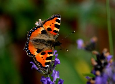 Small Tortoiseshell (Nässelfjäril) Aglais urticae