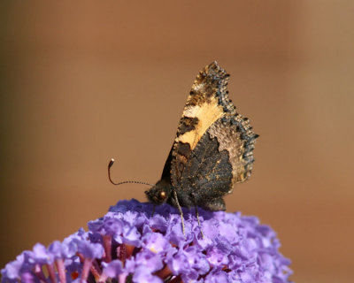 Small Tortoiseshell (Nässelfjäril) Aglais urticae