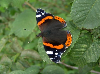 Red Admiral (Amiral) Vanessa atalanta