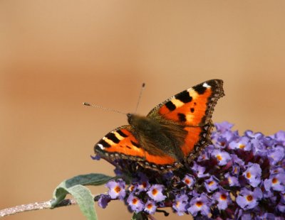 Small Tortoiseshell (Nässelfjäril) Aglais urticae