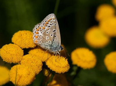 Common Blue (Puktörneblåvinge) Polyommatus icarus