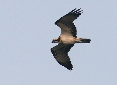 Osprey (Fiskgjuse) Pandion haliaetus
