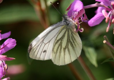 Green-veined White (Rapsfjäril) Pieris napae