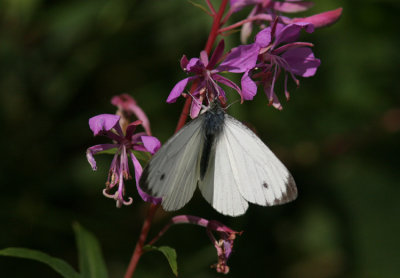Green-veined White (Rapsfjäril) Pieris napae