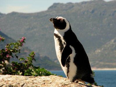 African Penguin (snepingvin) Spheniscus demersus