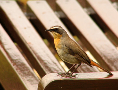 Cape Robin Cossypha caffra