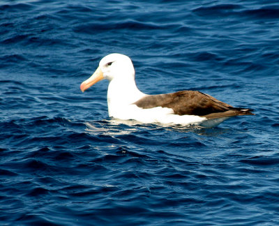 Black-browed albatross (Svartbrynad albatross)Thallasarche melanophris