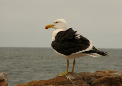 Cape Gull Larus vetula