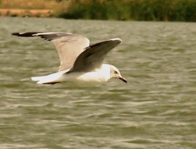 Grey-headed Gull Larus cirrocephalus
