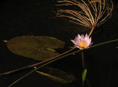 African Waterlily Nymphea capensis
