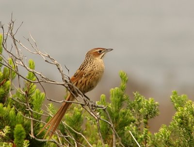 Cape Grassbird Sphenoeacus afer