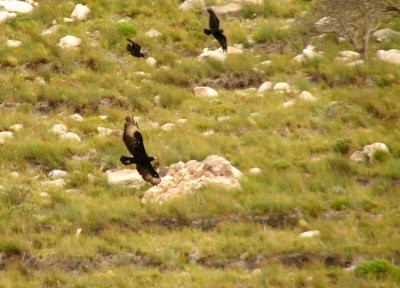 Black Eagle Aquila verreauxii chased by White-necked Ravens Corvus albicollis