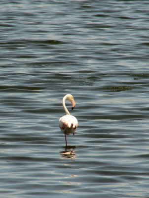 Greater Flamingo (Strre flamingo) Phoenicopterus ruber