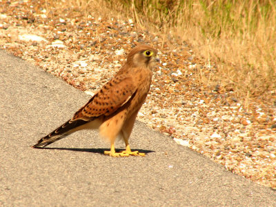 Rock Kestrel Falco rupicolis