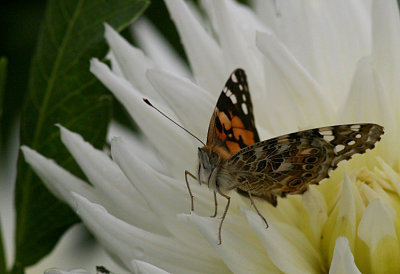 Painted Lady (Tistelfjäril) Cynthia cardui