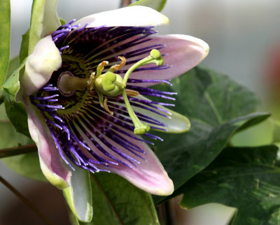 Passionsblomma (Passiflora caerulea)