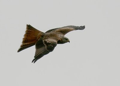 Red Kite, juvenile (Rd Glada) Milvus milvus