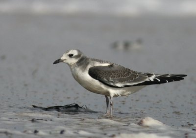 Sabine´s Gull (Tärnmås) Larus sabini