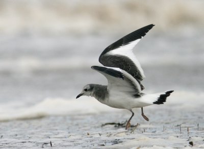 Sabine´s Gull (Tärnmås) Larus sabini