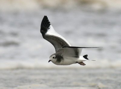 Sabine´s Gull (Tärnmås) Larus sabini