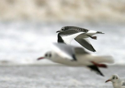 Sabine´s Gull (Tärnmås) Larus sabini