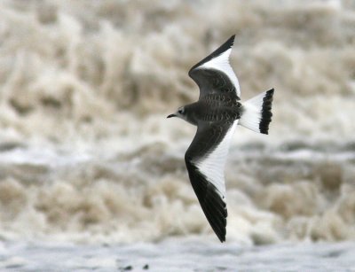 Sabine´s Gull