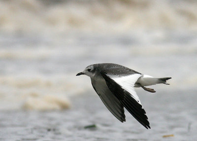 Sabine´s Gull (Tärnmås) Larus sabini