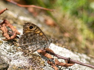 Wall Brown (Svingelgräsfjäril) Lasiomatta megera