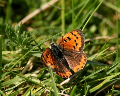 Small Copper (Mindre guldvinge) Lycaena phlaeas
