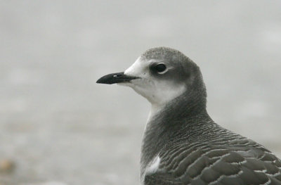 Sabine´s Gull (Tärnmås) Larus sabini