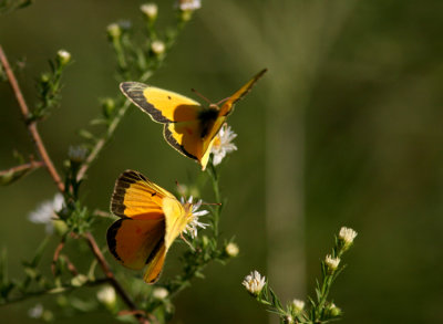 Alfalfa Butterflies