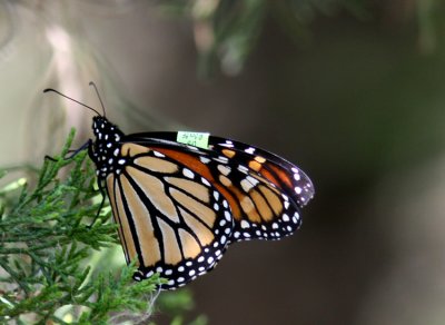 Monarch - tagged