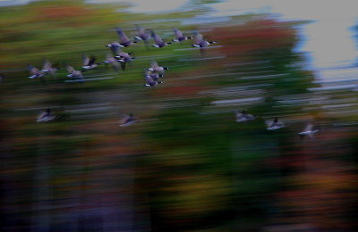 Bombay Hook National Wildlife Refuge