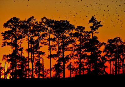 Blackwater National Wildlife Refuge