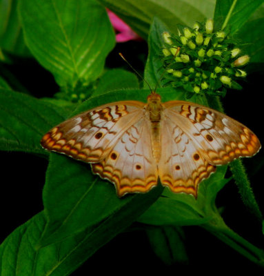 Brookside Gardens Butterfly House
