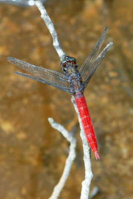 DSC_1363.jpg